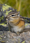 Chipmunk 8800